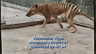 Tasmanian Tiger colorized