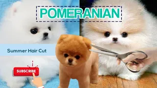 Summer HAIRCUT for POMERANIAN | Pom Compilation Video #2