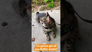 Bengal Cat Chirps at Birds