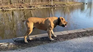 Biggest African Boerboel Ever Recorded !!!! Exotics Outlaw 233 Pound Monster Born 12-12-2018