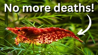 Dying shrimp? 7 common reasons why your shrimp die!