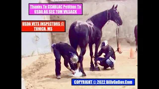 CCABLAC PETITION AG SEC TOM VISACK - USDA VETS DISCOVER RAMPANT BIG LICK HORSE "SORING" @ TUNICA, MS