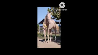 TOP 5 FASTEST HORSE BREEDS IN THE WORLD 😈💫#shorts / #youtubeshorts