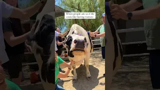 Adorable cow video that went viral 😍