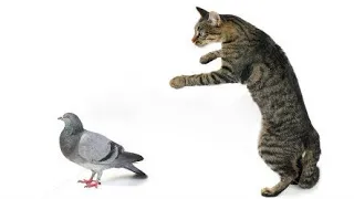 Cat and Dove