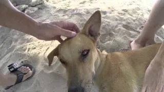 Cute dog on the beach of Dominican republic