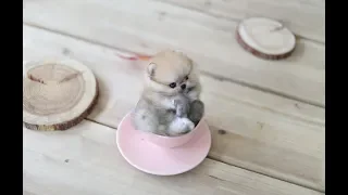 Cutest Teacup Pomeranian Puppies