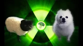 Imagine Doggos - Radioactive