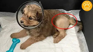 A Clinic Refused to Help this Injured Puppy and He was Taken to Another One