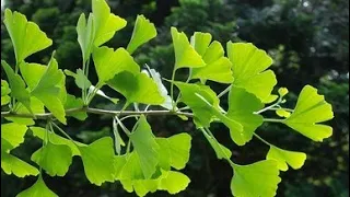 Чай из листьев Гинкго Билоба/Ginkgo Biloba Leaf Tea