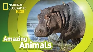 Hippo | Amazing Animals