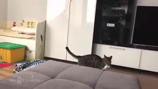 Кот украл одеяло и убежал😮😂смотреть всем