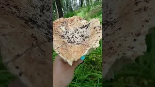 Гриб... 🍄🍄🍄. 2.08.2022. Иркутск.