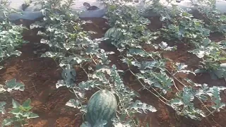 Watermelon field in High land -Một chiếc  vườn dưa hấu ở Đăk Lăk