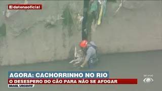 BRASIL URGENTE I CACHORRINHO É RESGATADO NO RIO TAMANDUATEÍ