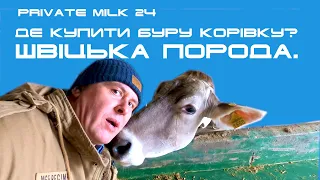 Де купити буру корівку. Швіцька порода. Єкатеринославський МВК | Private Milk | Травецький