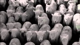 Charlie Chaplin (Modern Times) - sheep