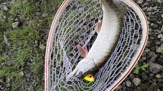 Ribolov Štuke, Neočekivan Ulov! / Pike Fishing