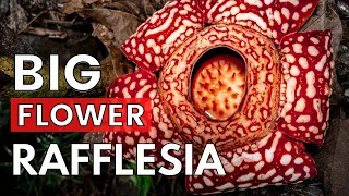 Rafflesia Malaysia: 9 hours of unexpected challenges