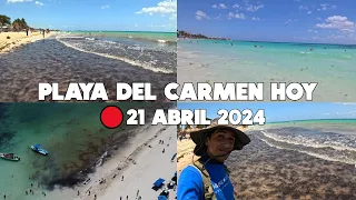 Playa Del Carmen🔴Actualmente Hoy 21 Abril 2024 | Sargazo Playas Del Centro