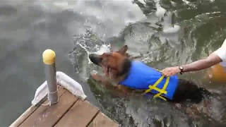 German Shepherd Swimming for the First Time