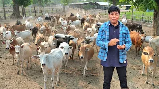 เลี้ยงวัวกระโดนพื้นบ้านจับเงินล้านทุกปี!!! สายพันธุ์นี้สุดยอดความเลี้ยงง่ายขายได้เร็วสุดๆ