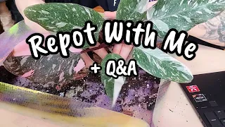 Repotting Plants & Answering Your Questions!! 💕✨️ plant care & personal questions 🌿