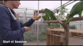 Parrot Training: Before and After