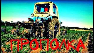 Прополка картофеля трактором ЮМЗ и картофелесажалкой Carrot potatoes tractor #vseklevo #синийтрактор