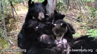 ARCHIVES - May 6, 2007 - June the Black Bear - Hungry Cubs!