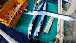 Catching a needlefish for food