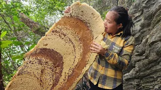 Harvesting Honey Bee Hive From Mountain Goes Market Sell - Lý Thị Ca