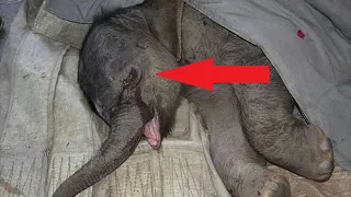 Слоненок не прекращал плакать 5 часов подряд. Узнав причину, ветеринары были в шоке!