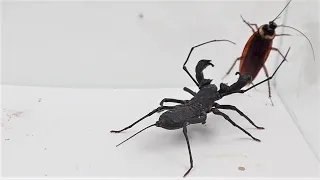 Whip scorpion vs cockroach super worm