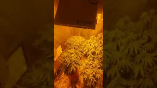 21+ video veg/ flower update