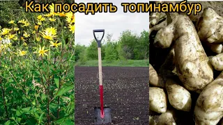 Как посадить топинамбур!!!