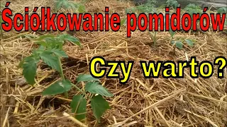 Czym i dlaczego ścielę pomidory? | Samiczka królika tuż przed wykotem.