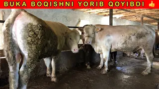 YOSH FERMER UKAMIZNI BUKALARI UZGARIBDIMI KORIB BAXO BERING