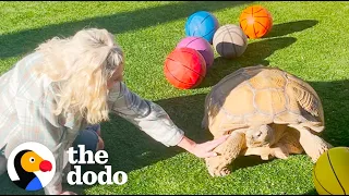 Grumpy Tortoise Finds A New Obsession | The Dodo