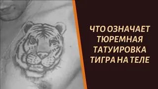 Что означает тюремная татуировка тигра на теле зека?