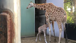 Perth Zoo's new baby giraffe