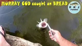 I caught a Murray Cod on bread while targeting Carp