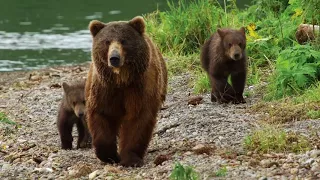 Kamchatka Bears. Life Begins - Trailer