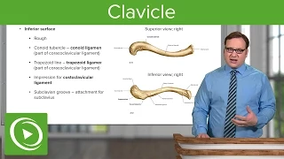 Clavicle: Overview & Parts – Anatomy | Lecturio