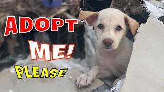 Rescue abandoned puppy nesting in landfill. The dog is exhausted from being sick