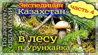 Часть-4. Экспедиция в  Восточный Казахстан. Поездка в лес за грибами. п. Урунхайка. Озеро Маркаколь.