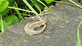 Прыткая Ящерица  - Западный подвид. (лат. Lacerta agilis argus)  // Nimble lizard Western subspecies