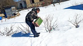 Рано весной если сделать так с кустами смородины урожай ягоды удвоится. Рассказываю секрет.