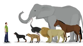 Animals vs Humans - Pivot Animation