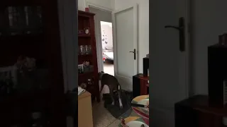 Truco de magia al perro con una manta 💕